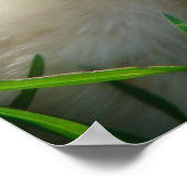 Poster Poussins et canards (Coin)