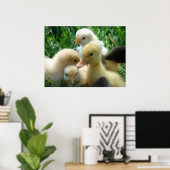 Poster Poussins et canards (Bureau à domicile)