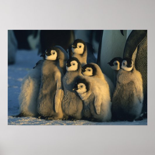 Poster Poussins Penguin Empereur en crèche, Apténodytes (Devant)