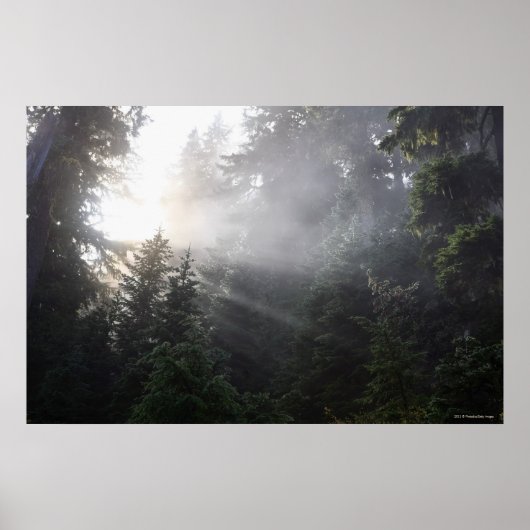 Poster Poutres brouillard et soleil dans la forêt de Wash (Devant)