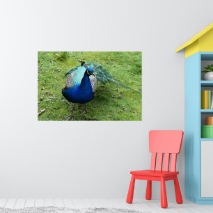 Poster Pouvoir du Paon Royal