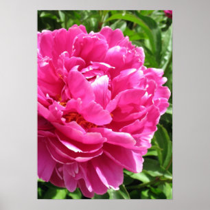Poster Practically Perfect Peony