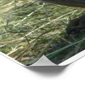 POSTER PRAIRIE CHIENS QUI DÉJEUNENT (Coin)