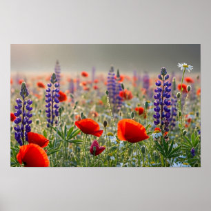 Poster Prairie de Coquelicots et de Lupins à l'Aube