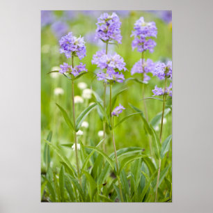 Poster Prairie de fleurs sauvages de penstemon dans la