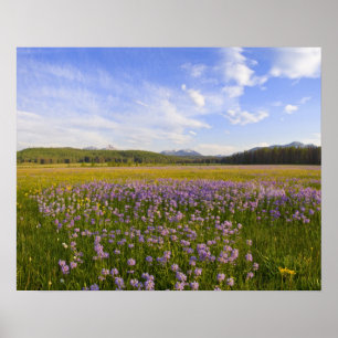 Poster Prairie de fleurs sauvages de penstemon dans les 2