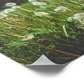 Poster prairie d'été avec pandelions (Coin)