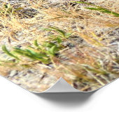 Poster Prairie Dog in Yosemite (Coin)