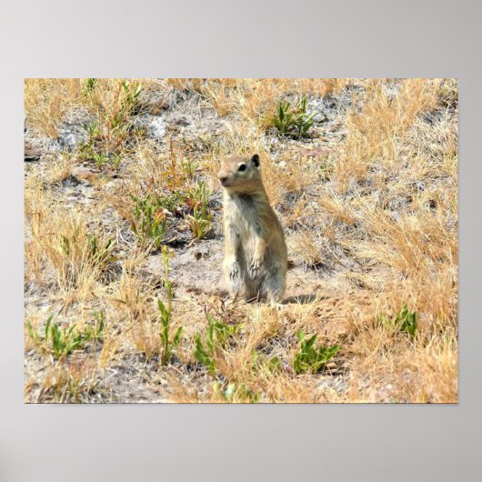 Poster Prairie Dog in Yosemite (Devant)