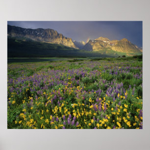 Poster Prairie wildflowers fill meadow near Lake