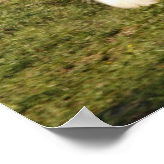 Poster Prancing Clydesdale (Coin)