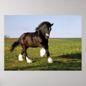 Poster Prancing Clydesdale (Devant)
