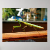 Poster Praying Mantis (Voorkant)
