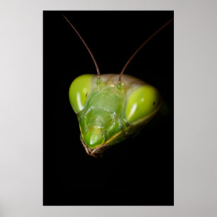 Poster Praying mantis