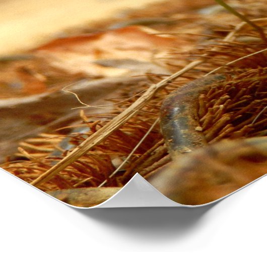 Poster Praying Mantis (Hoek)