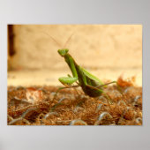 Poster Praying Mantis (Voorkant)