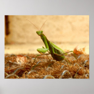 Poster Praying Mantis