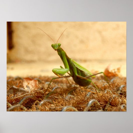 Poster Praying Mantis (Voorkant)