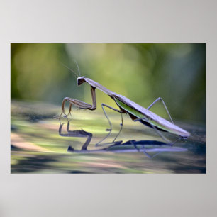 Poster Praying Mantis