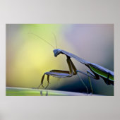 Poster Praying Mantis (Voorkant)