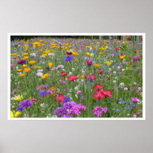 Poster Pré des Fleurs sauvages