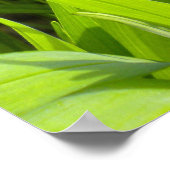 Poster Precieux Jungle Kitty (Coin)