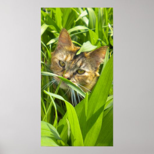 Poster Precieux Jungle Kitty (Devant)