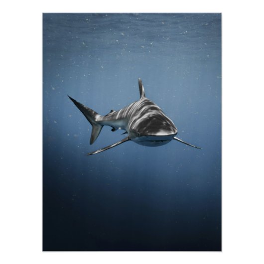 Poster Prédateur océanique féroce – Requin (Devant)