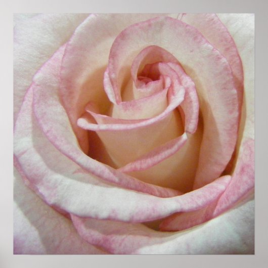 Poster Premier Rose de l'amour (Devant)