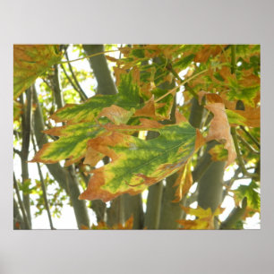 Poster Premier signe d'automne