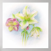 Poster Premier signe de l'aquarelle des hellebores de pri (Devant)
