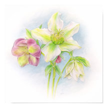 Premier signe de l'aquarelle des hellebores de pri