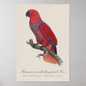 Poster Premiere variete du grand Lori / Eclectus perroque (Devant)