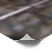 Poster Premiers bourgeons roses (Coin)