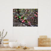 Poster Premiers bourgeons roses (Cuisine)
