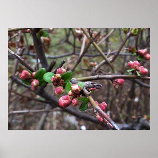 Poster Premiers bourgeons roses (Devant)