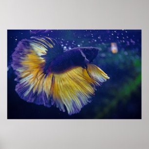 Poster Premium Cobalt Male Betta