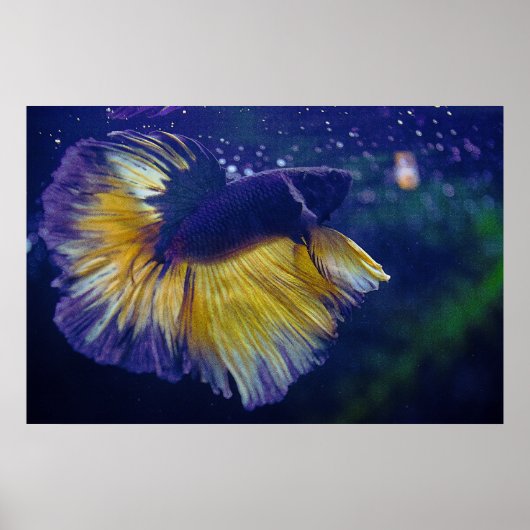 Poster Premium Cobalt Male Betta (Devant)