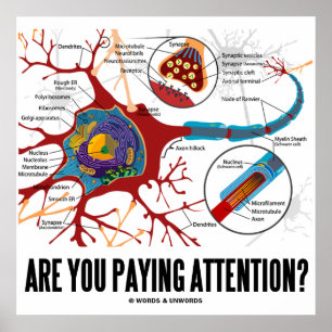 Poster Prends-Tu Attention ? (Neuron / Synapse)