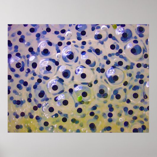 Poster Près des oeufs de crevettes Bientôt être des têtar (Devant)