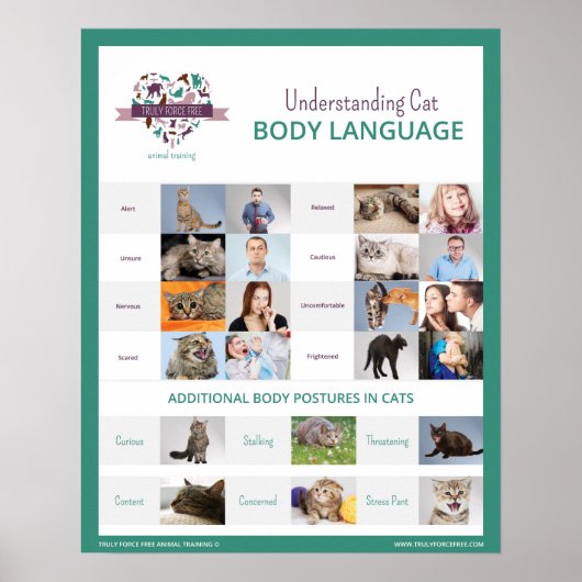 Poster Présentation du langage du corps du chat 16 x 20 P (Devant)
