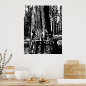 Poster PRÊT À DÉPOSER UNE SEQUOIE GÉANTE c. 1888 (Cuisine)