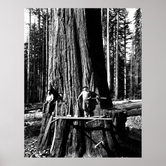 Poster PRÊT À DÉPOSER UNE SEQUOIE GÉANTE c. 1888 (Devant)