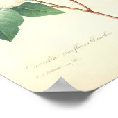 Poster Pretty Camellia par Redoute (Coin)