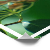 Poster Pretty Peony (Coin)