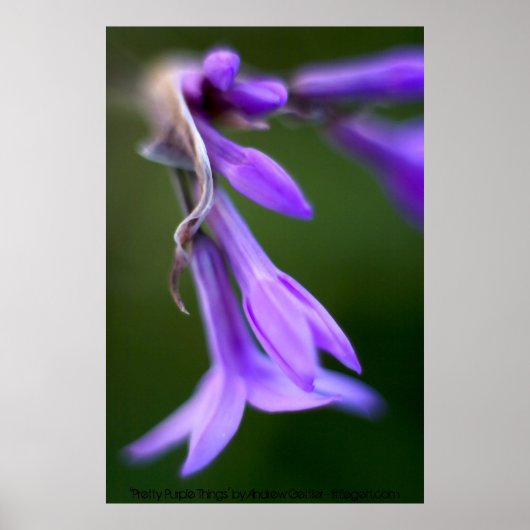 Poster "Pretty Purple Things" par Andrew Gettler (Devant)