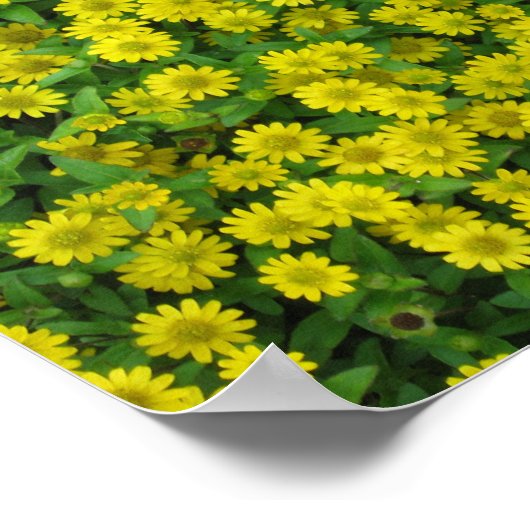 Poster Pretty Small Yellow Flowers (Coin)