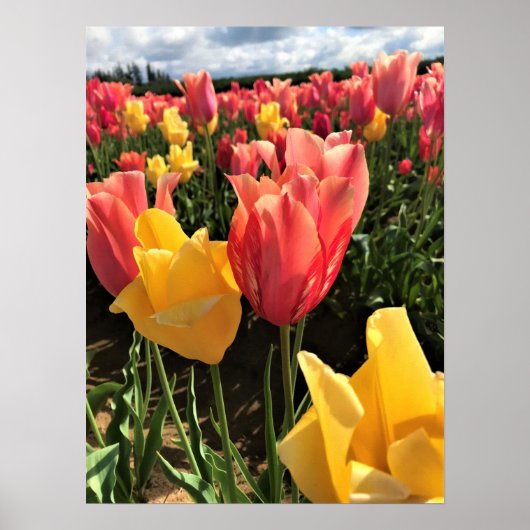Poster Pretty Spring Tulips in a Field, Oregon (Devant)