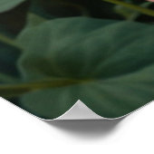 Poster Pretty white orange cat in floral garden (Coin)