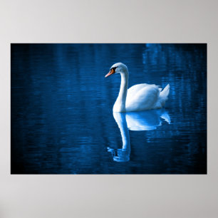 Poster Pretty white swan floating on blue lake